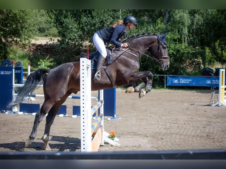 Holsteiner Hongre 13 Ans 180 cm Bai brun foncé in Bad Camberg