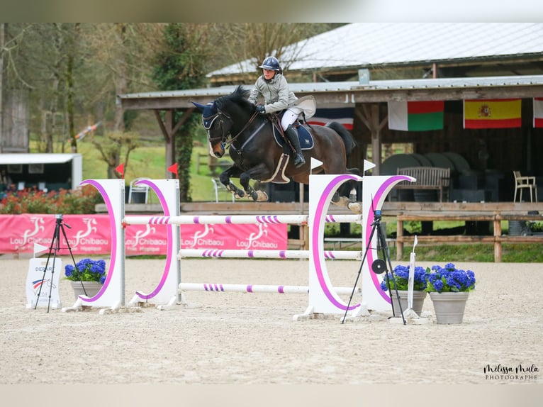 Holsteiner Hongre 13 Ans 183 cm Bai brun foncé in Barbizon