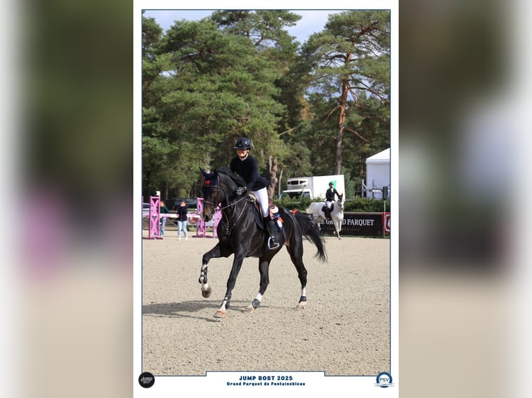 Holsteiner Hongre 13 Ans 183 cm Bai brun foncé in Barbizon