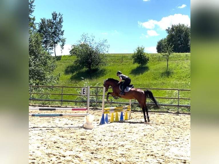 Holsteiner Hongre 14 Ans 160 cm Bai in Sankt Gangloff