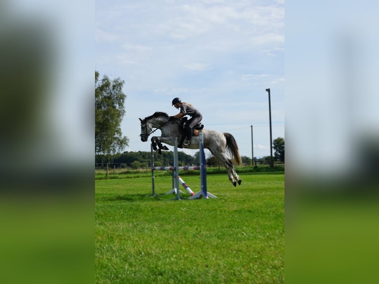 Holsteiner Hongre 14 Ans 160 cm Gris pommelé in Markt Schwaben