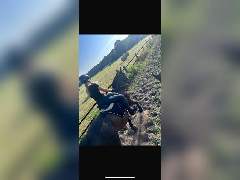 Holsteiner Hongre 14 Ans 162 cm Bai brun in Bad Pyrmont