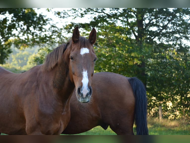 Holsteiner Hongre 14 Ans 165 cm Alezan in Blumenthal