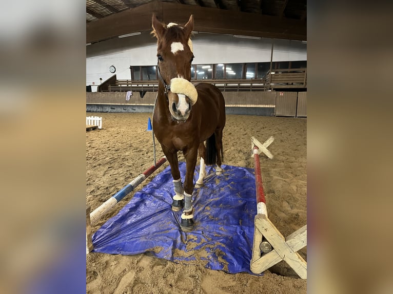 Holsteiner Hongre 14 Ans 165 cm Alezan in Blumenthal