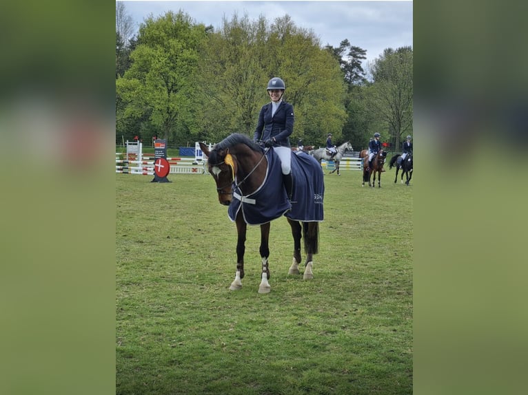 Holsteiner Hongre 14 Ans 165 cm Bai in Meppen