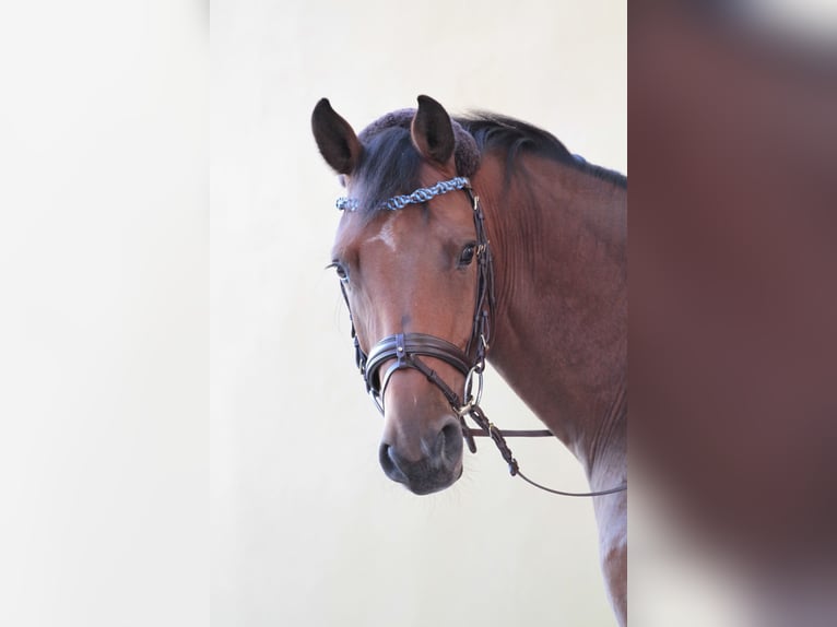 Holsteiner Hongre 14 Ans 168 cm Bai in Freystadt
