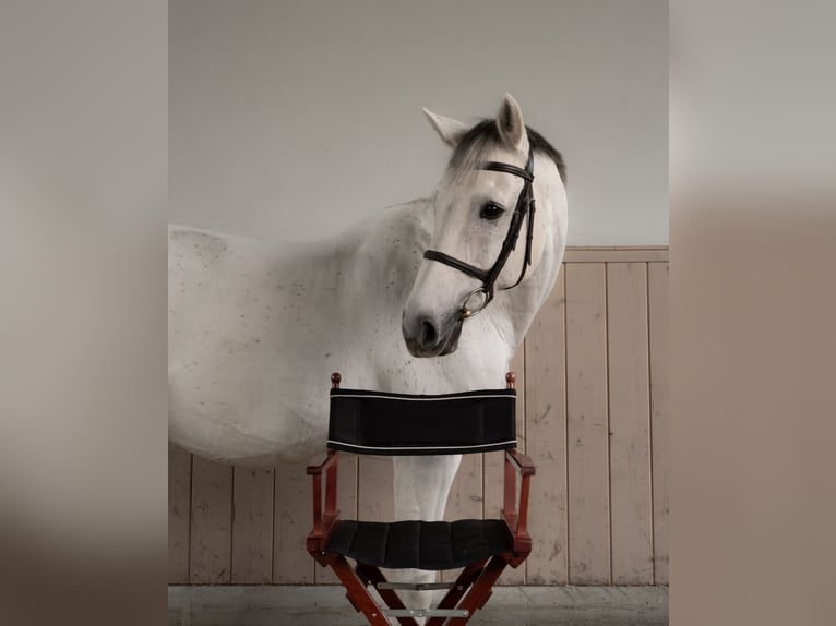 Holsteiner Hongre 14 Ans 170 cm Gris in Zorneding