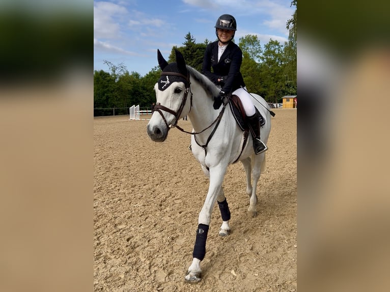 Holsteiner Hongre 14 Ans 170 cm Gris in Zorneding