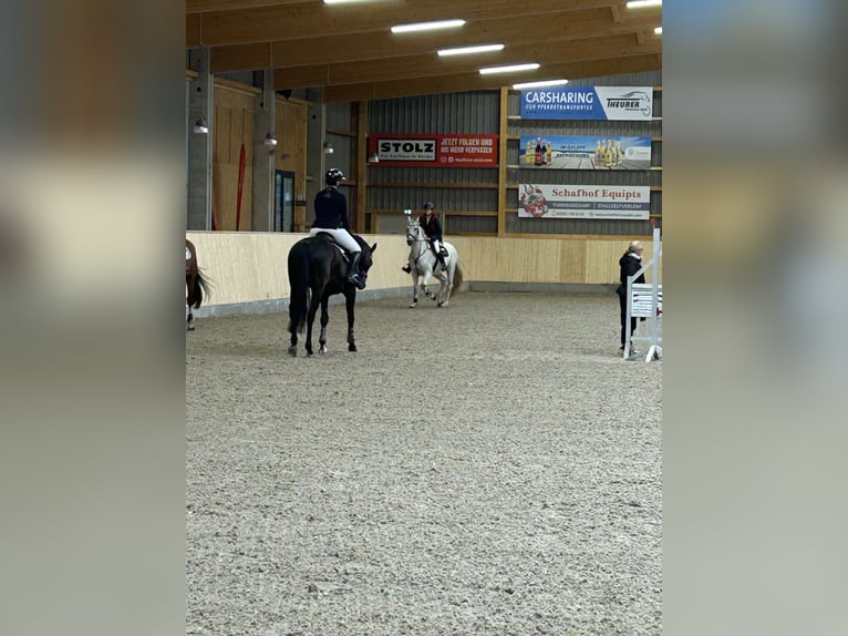 Holsteiner Hongre 14 Ans 170 cm Gris in Ahrensbök