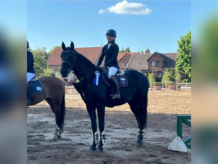 Holsteiner Hongre 14 Ans 170 cm Noir in Braunschweig