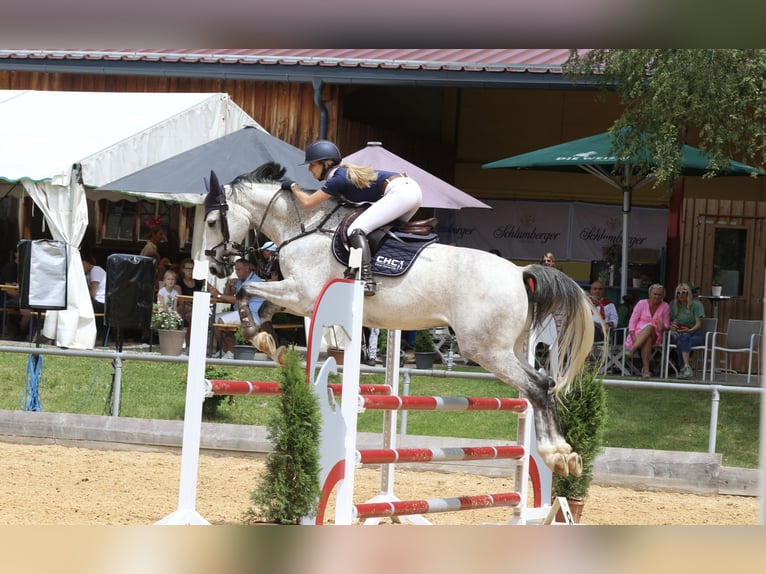 Holsteiner Hongre 14 Ans 171 cm Gris in Elixhausen