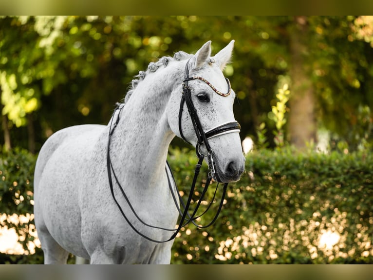 Holsteiner Hongre 14 Ans 172 cm Gris in Wehringen