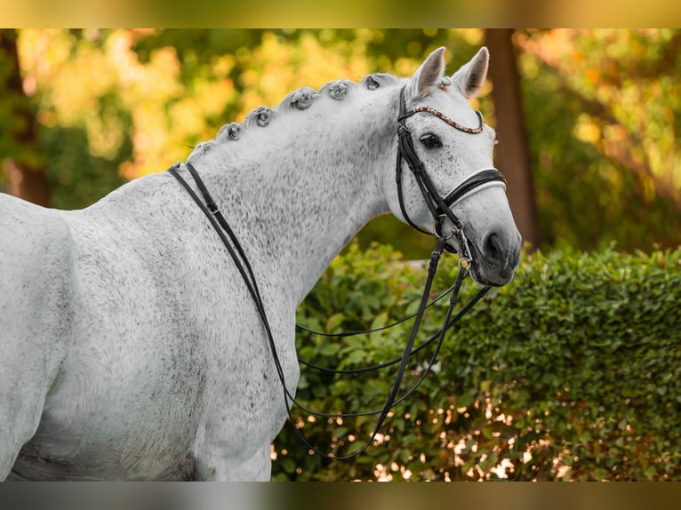 Holsteiner Hongre 14 Ans 172 cm Gris in Wehringen