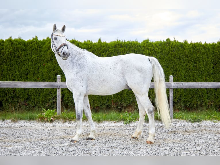 Holsteiner Hongre 14 Ans 172 cm Gris moucheté in Petting