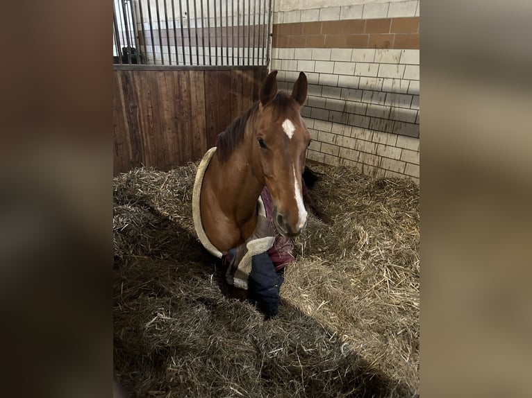 Holsteiner Hongre 14 Ans 173 cm Alezan in Bad Homburg vor der H&#xF6;he