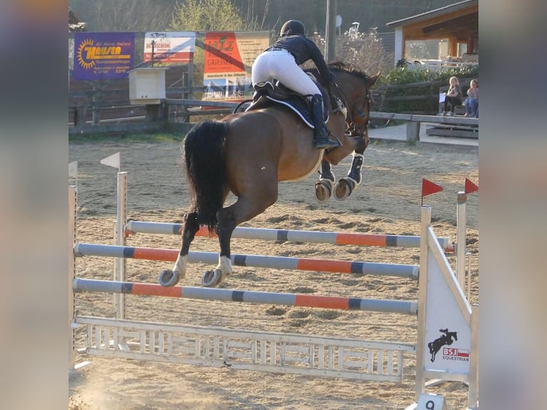 Holsteiner Hongre 14 Ans 173 cm Bai in Waiblingen