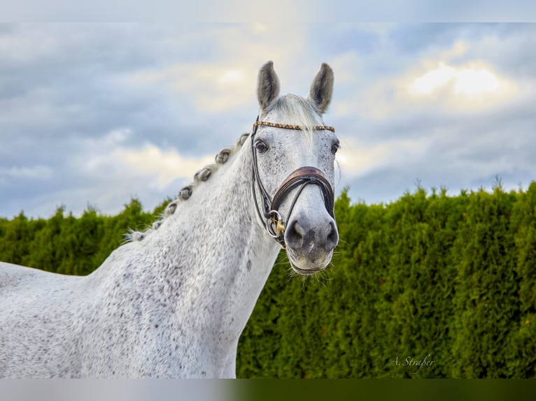Holsteiner Hongre 14 Ans 173 cm Gris moucheté in Petting
