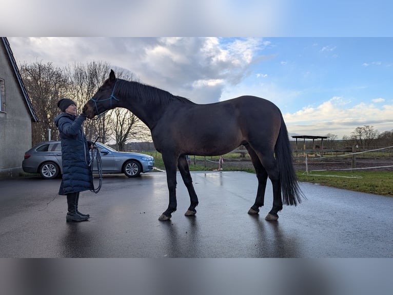 Holsteiner Hongre 14 Ans 174 cm Bai brun in Salzatal