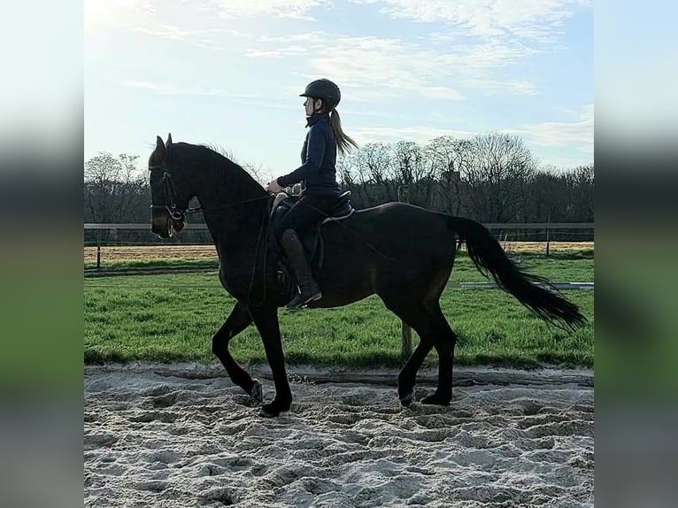 Holsteiner Hongre 14 Ans 174 cm Bai brun in Salzatal