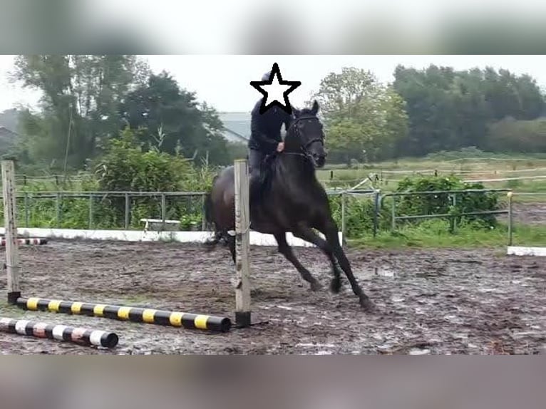 Holsteiner Hongre 14 Ans 174 cm Bai brun in Salzmünde