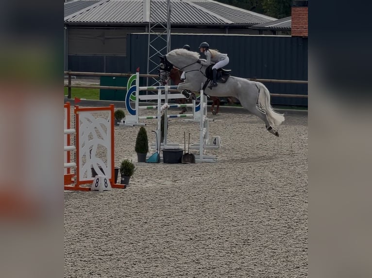 Holsteiner Hongre 14 Ans 178 cm Gris pommelé in Neuwied