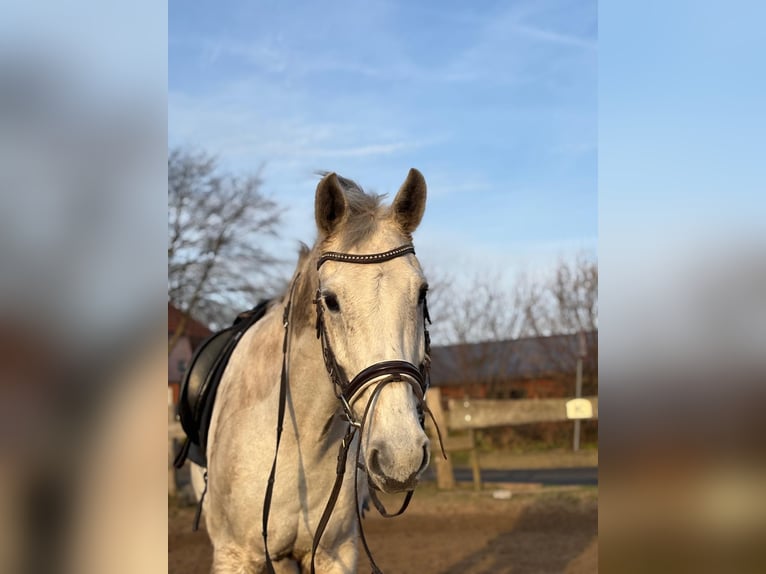 Holsteiner Hongre 15 Ans 163 cm  in Goosefeld