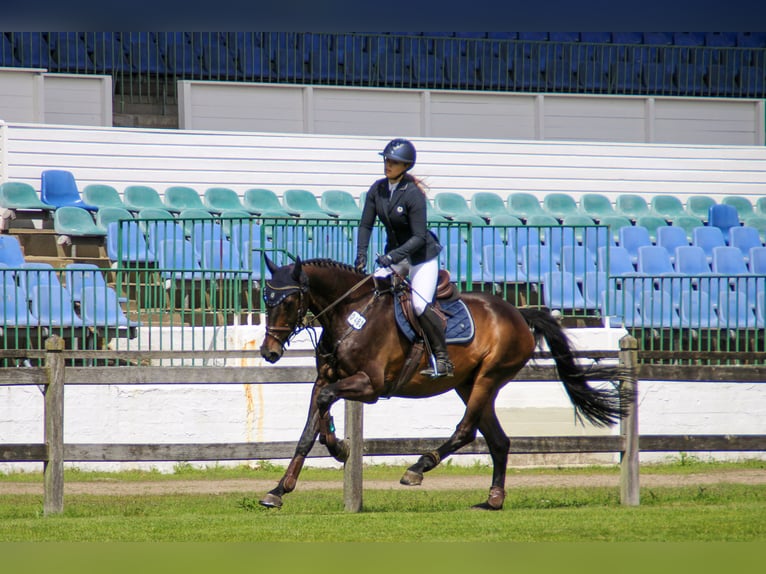 Holsteiner Hongre 15 Ans 165 cm Bai in Ahrensb&#xF6;k