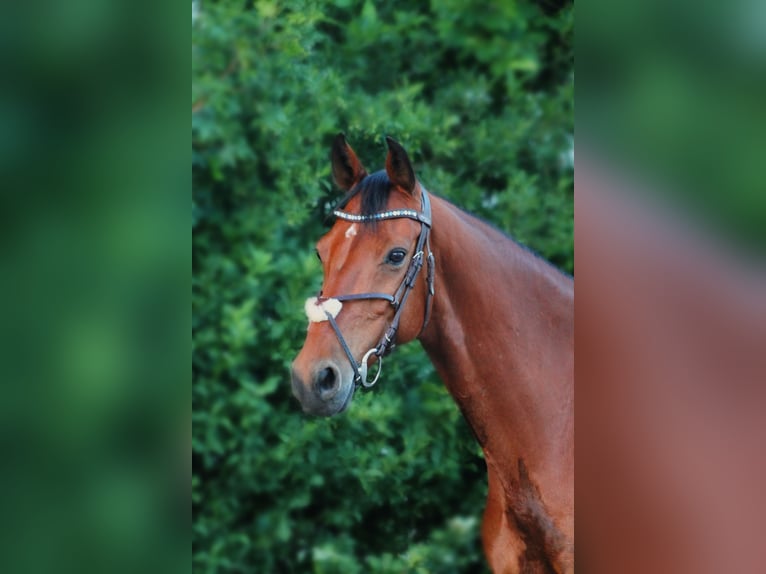 Holsteiner Hongre 15 Ans 165 cm Bai in Neustadt an der Donau