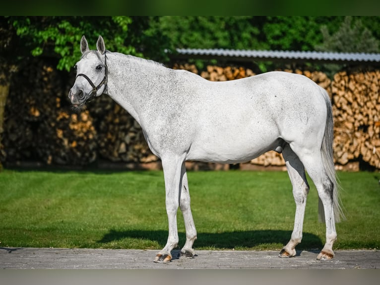 Holsteiner Hongre 15 Ans 165 cm Gris in Oberaach