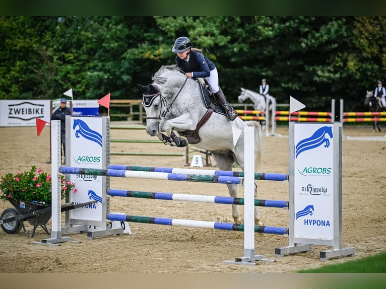 Holsteiner Hongre 15 Ans 165 cm Gris in Oberaach