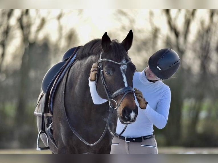 Holsteiner Hongre 15 Ans 167 cm Bai brun in Freienwill