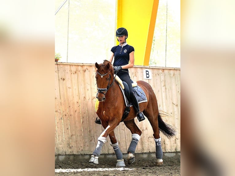 Holsteiner Hongre 15 Ans 168 cm Alezan in Flensburg