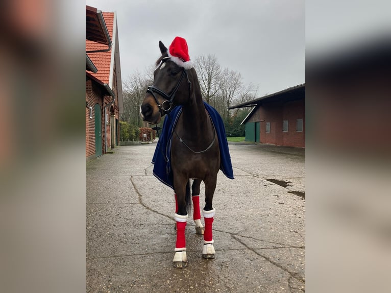 Holsteiner Hongre 15 Ans 168 cm Bai brun in Gescher