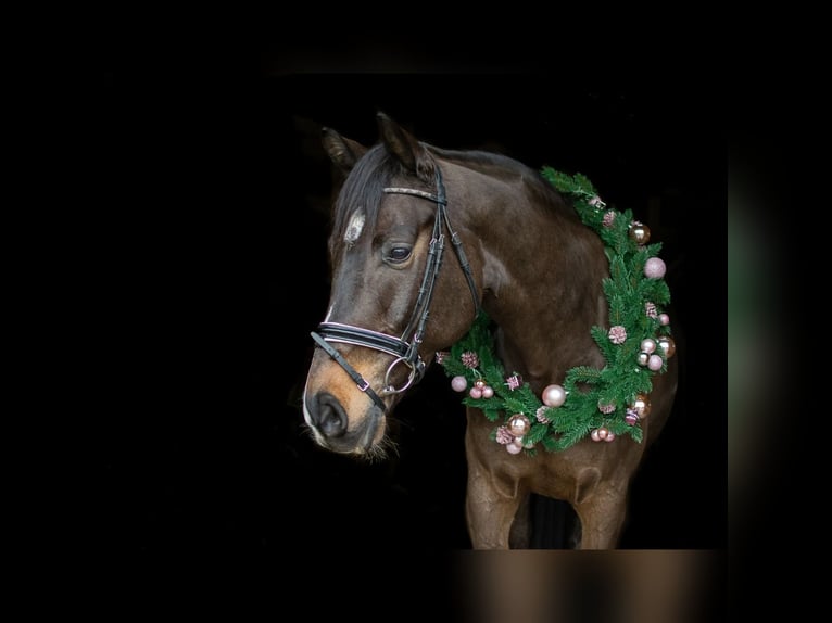 Holsteiner Hongre 15 Ans 168 cm Bai brun in Gescher