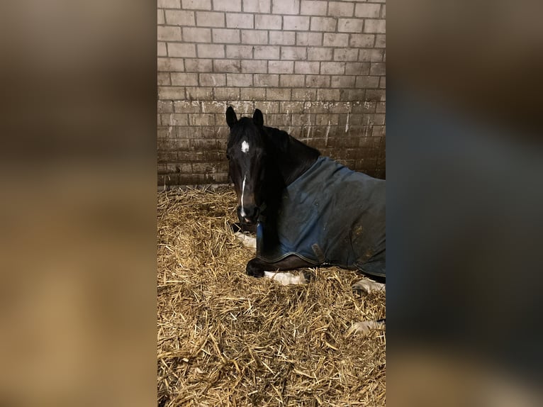 Holsteiner Hongre 15 Ans 168 cm Bai brun in Gescher