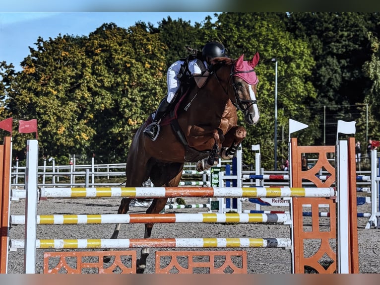 Holsteiner Hongre 15 Ans 170 cm Alezan in Hennef