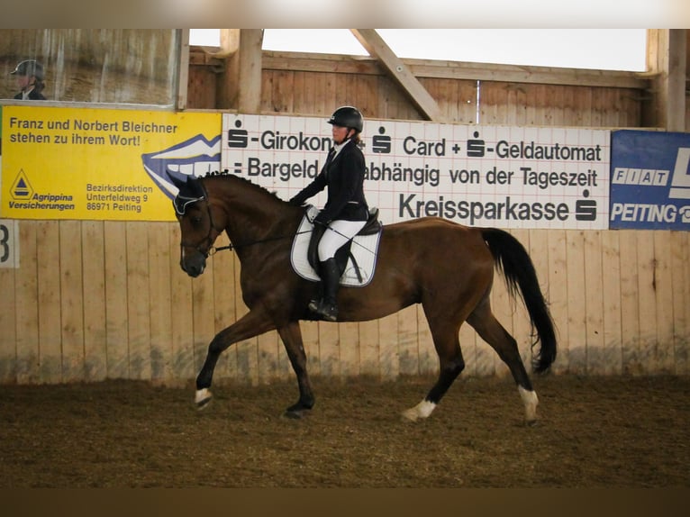 Holsteiner Hongre 15 Ans 171 cm Bai in Peiting