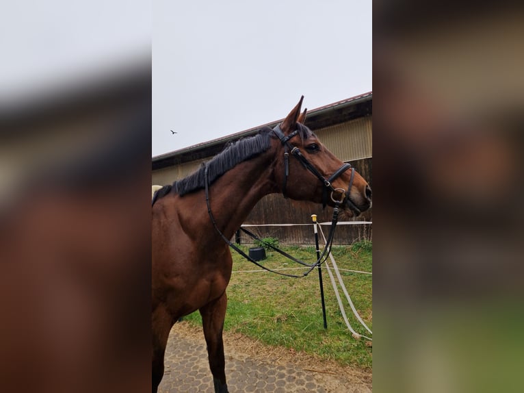 Holsteiner Hongre 15 Ans 171 cm Bai in Peiting