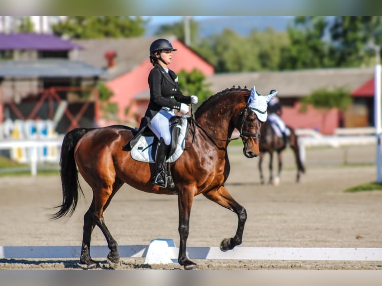 Holsteiner Hongre 15 Ans 172 cm Bai in Zagreb