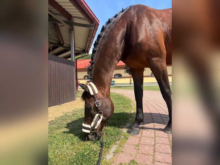 Holsteiner Hongre 15 Ans 172 cm Bai in Zagreb