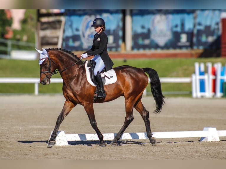Holsteiner Hongre 15 Ans 172 cm Bai in Zagreb
