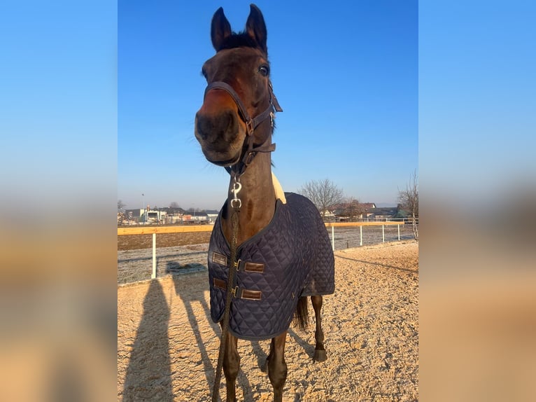 Holsteiner Hongre 15 Ans 172 cm Bai in Zagreb