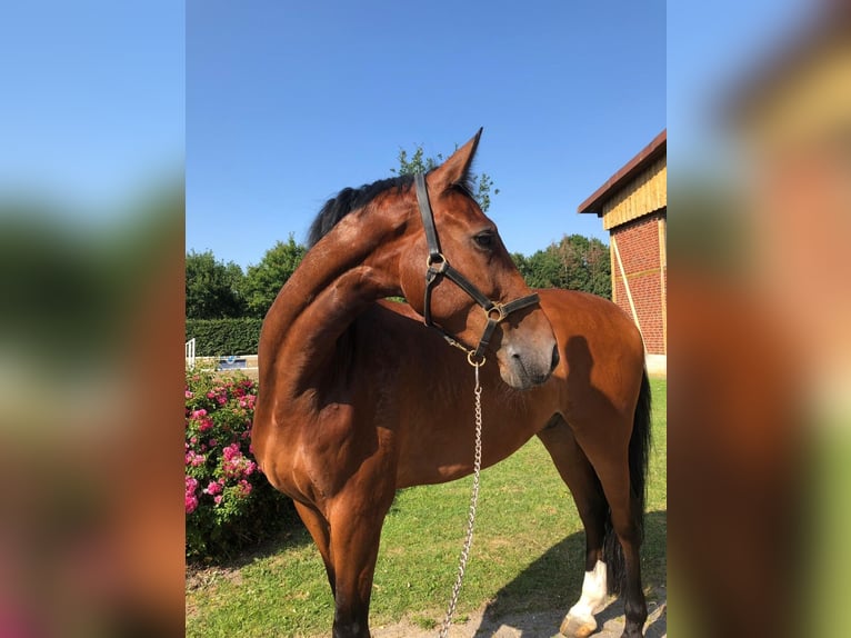 Holsteiner Hongre 15 Ans 172 cm Bai in Gronau (Westfalen) Holsteiner Hongre 15 Ans 172 cm Bai in Gronau (Westfalen)