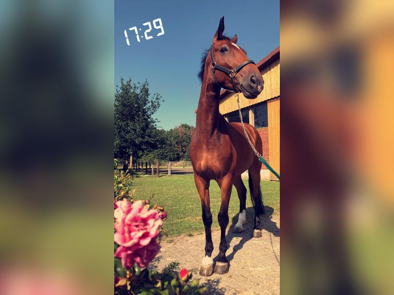 Holsteiner Hongre 15 Ans 172 cm Bai in Gronau (Westfalen) Holsteiner Hongre 15 Ans 172 cm Bai in Gronau (Westfalen)