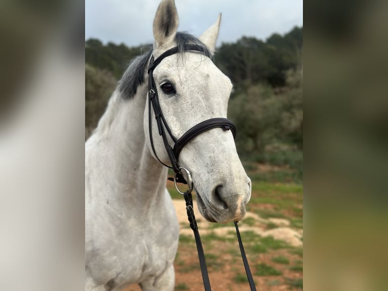 Holsteiner Hongre 15 Ans 173 cm Gris in Palma De Mallorca