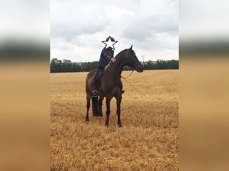 Holsteiner Hongre 15 Ans 174 cm Bai brun in Salzmünde
