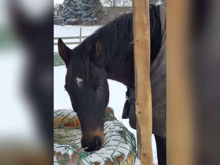 Holsteiner Hongre 15 Ans 174 cm Bai brun in Salzatal