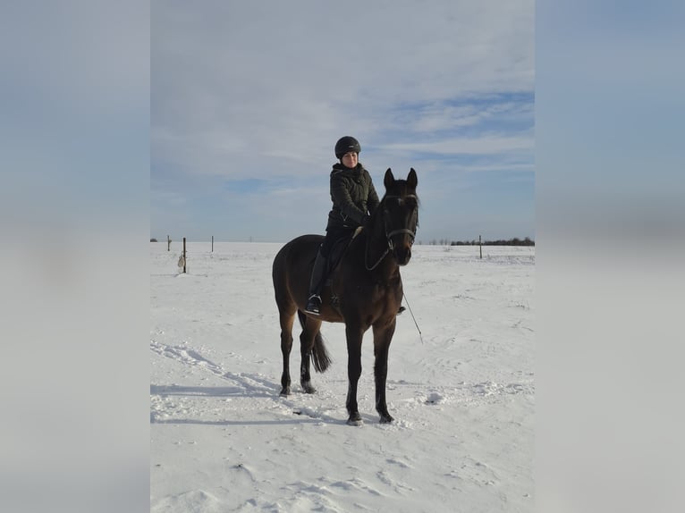 Holsteiner Hongre 15 Ans 174 cm Bai brun in Salzatal