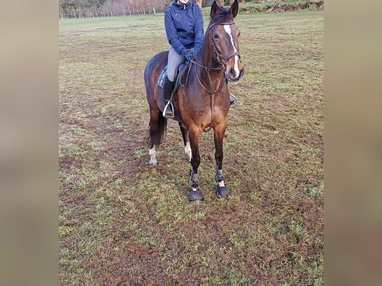 Holsteiner Hongre 15 Ans 174 cm Bai in Aurich EgelsAurich