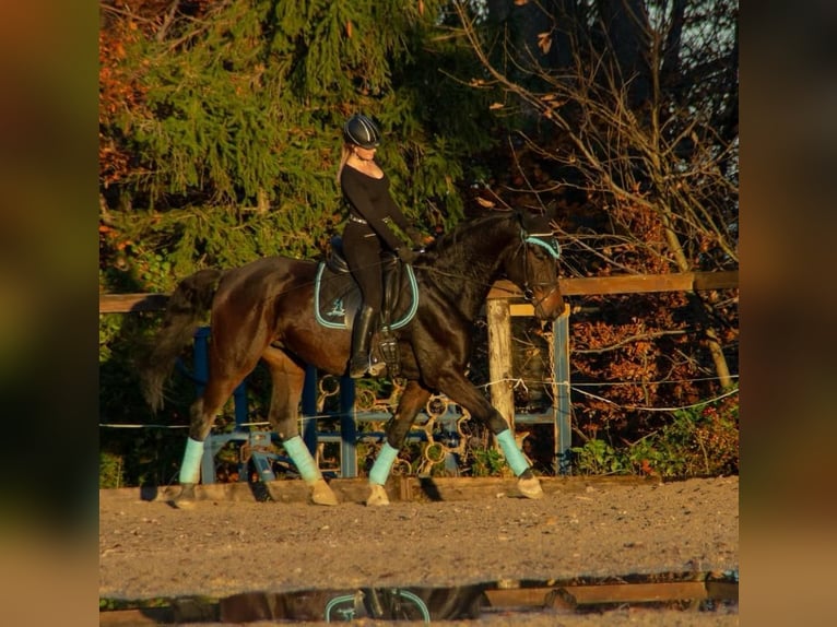 Holsteiner Hongre 15 Ans 175 cm Bai brun foncé in Lochen am See